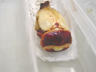 A^GEXIIHA摜