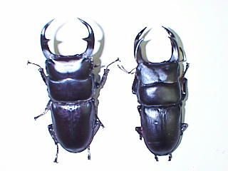 Dorcus curvidens