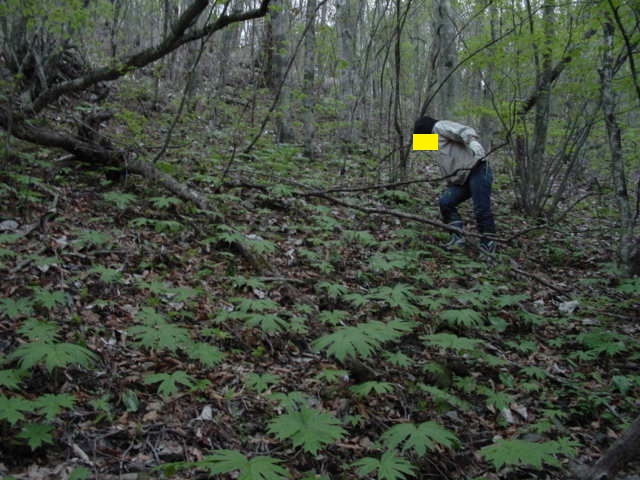 �[���ɃR�����ނ����߂ĕ��������