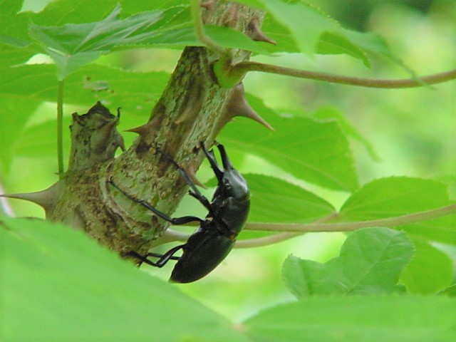 ����Ȗ؂ɕt���Ă���q���I�I��