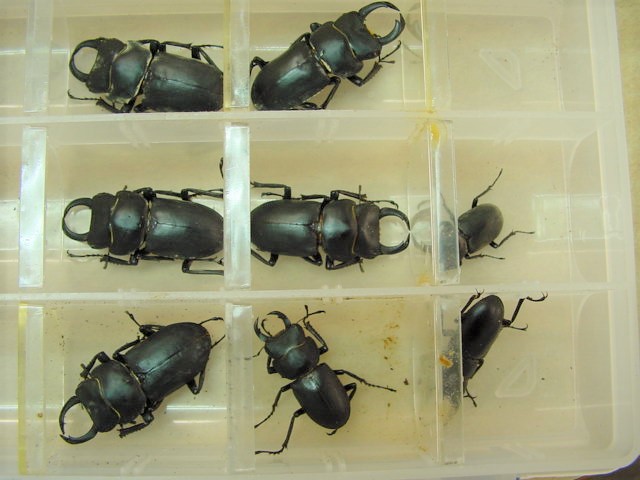 �q���I�I6��1��+�A�J�A�V1��