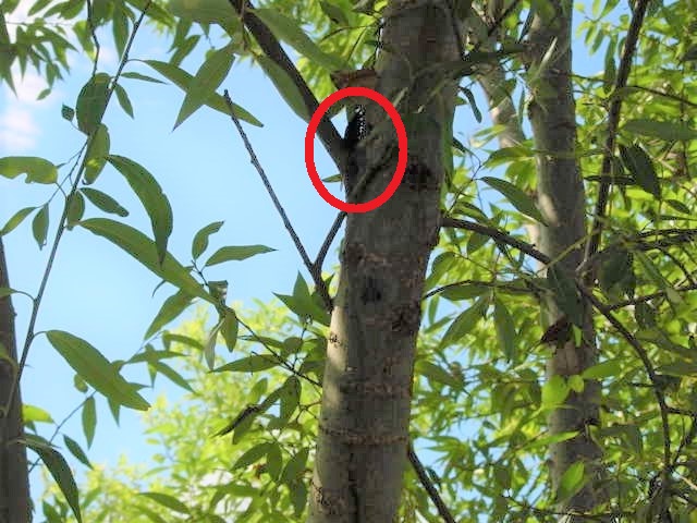 �W�H���R�N���y�A