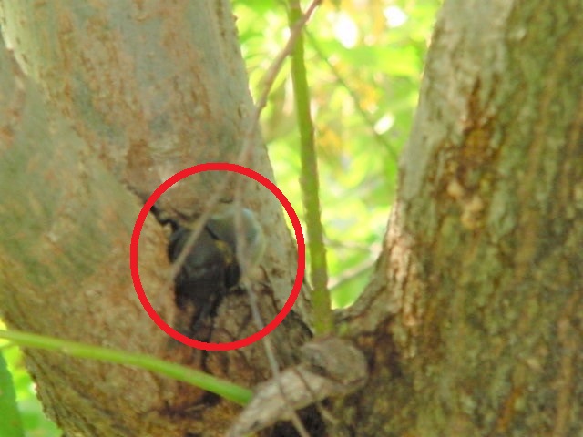 �W�H���J�u�g��