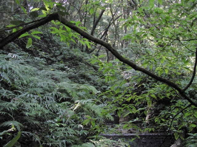 ���t�߂̏Ɨt����