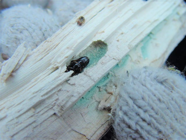 ����Ȃ�����o�����z�\�c����