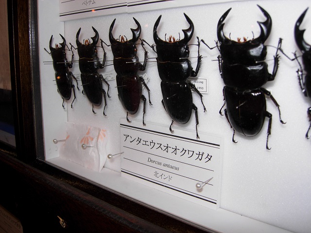 �A���^�G�E�X�I�I�N���K�^