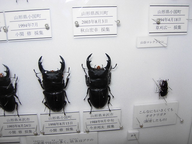 �I�I�N���K�^