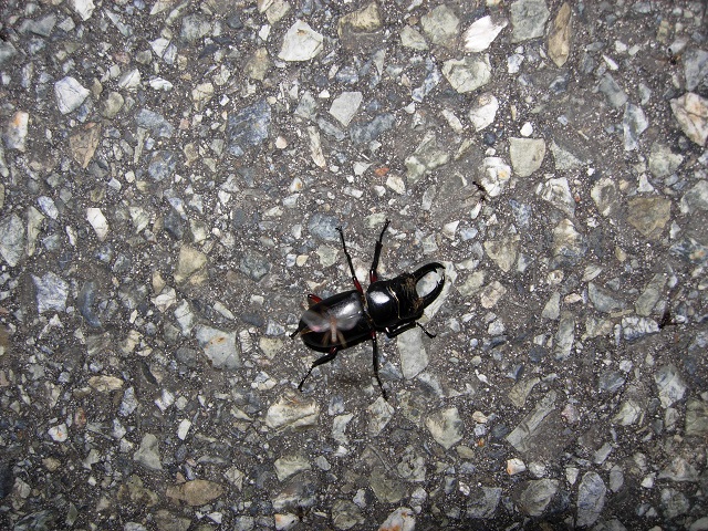 �A�J�A�V��(�����Z�Ȃ�)