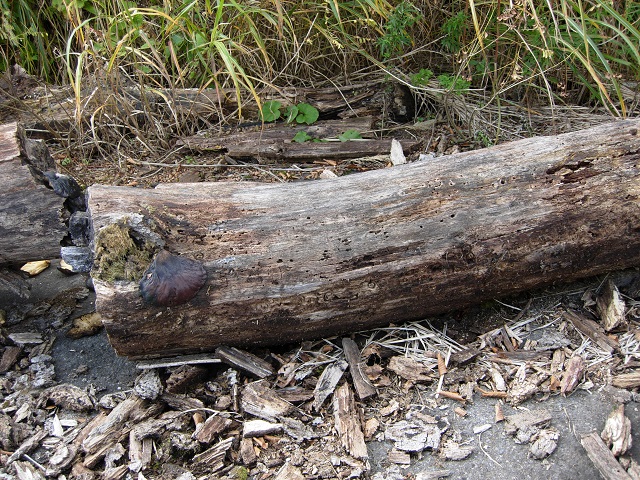 �N�������������