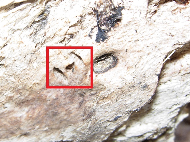 �R����?�̂����肠��