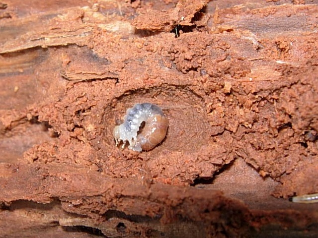 �l�u�g�c��