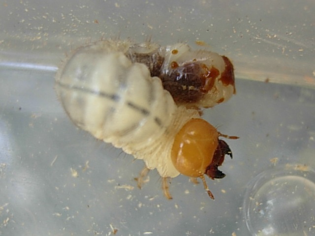 �l�u�g�c��