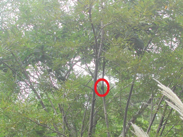 �q���I�I60�~���I�[�o�[^^;