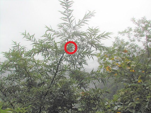 �q���I�I�y�A