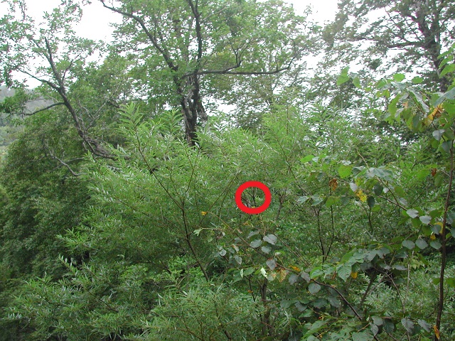 �q���I�I��