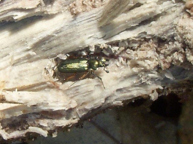 �g�E�J�C�R������