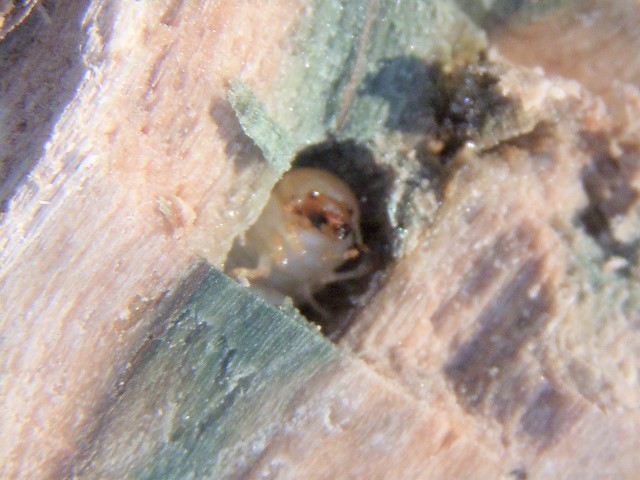 �g�E�J�C�R�����c��