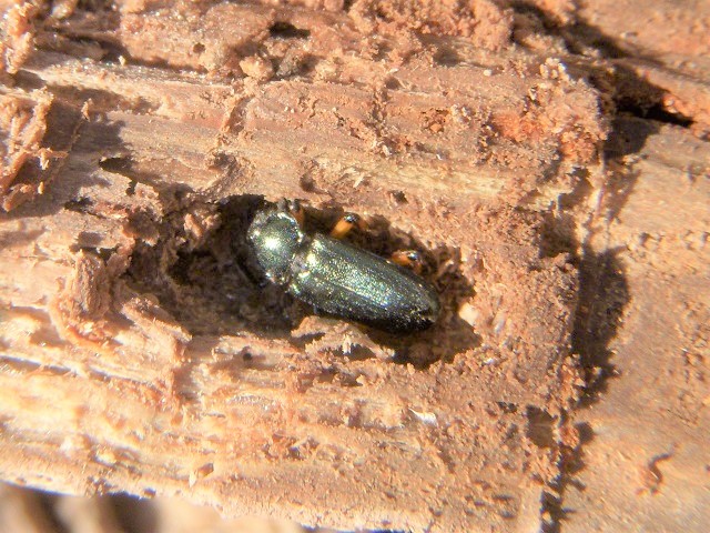 �g�E�J�C�R������