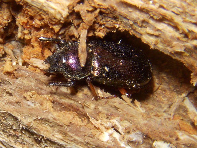 �g�E�J�C�R������