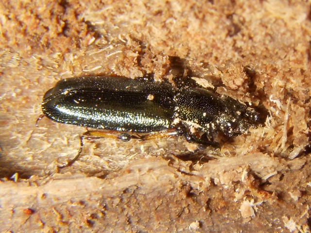 �g�E�J�C�R������