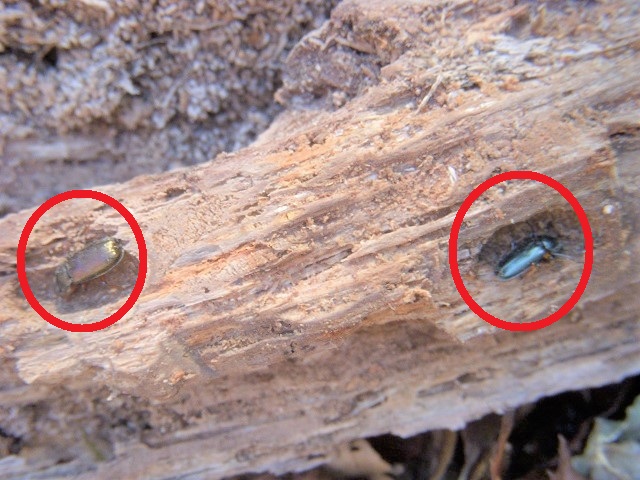 �g�E�J�C�R�����y�A