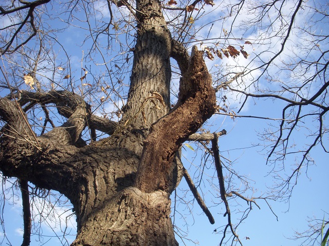 �����삾�ƃ_��