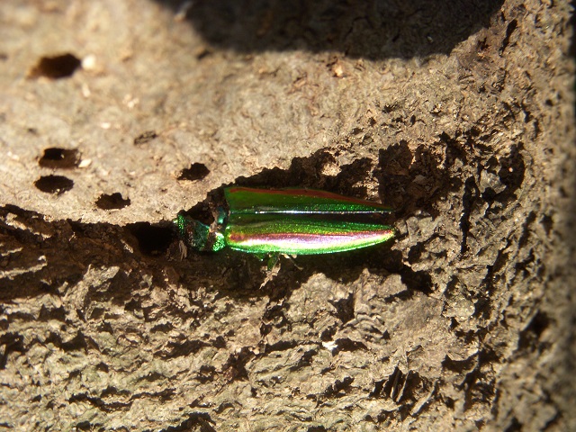 �^�}���V���[