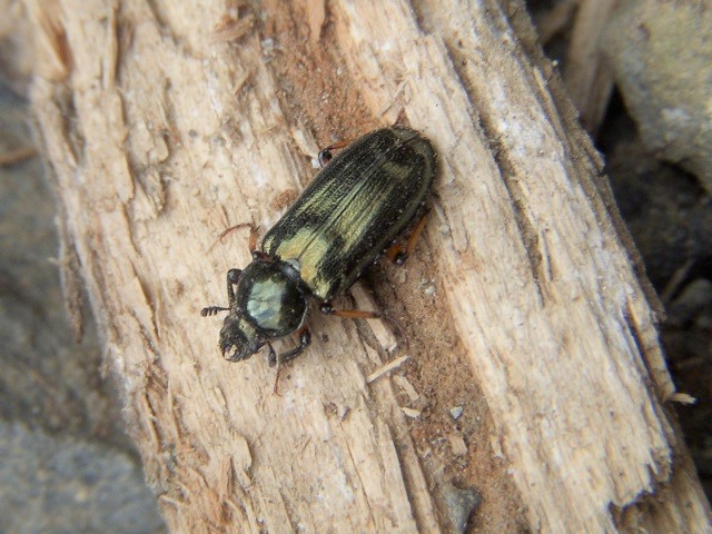 �z�\�c��������