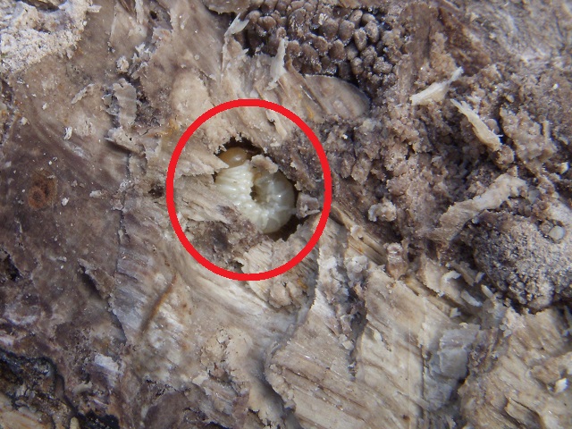 �����n�c��