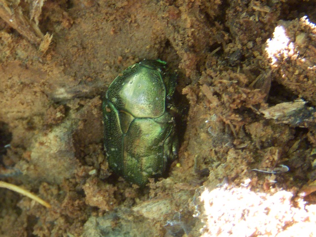 �z�~���̃n�i���O��