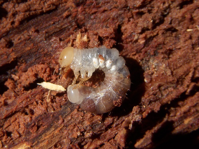 �l�u�g�c��