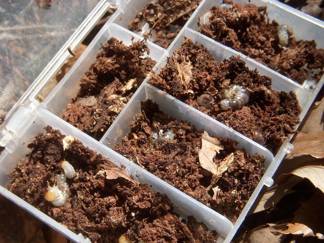 �l�u�g�c�������ς�