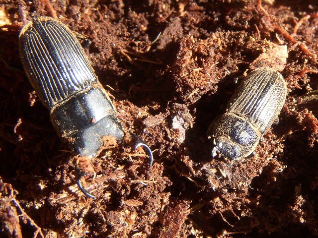 �l�u�g�y�A