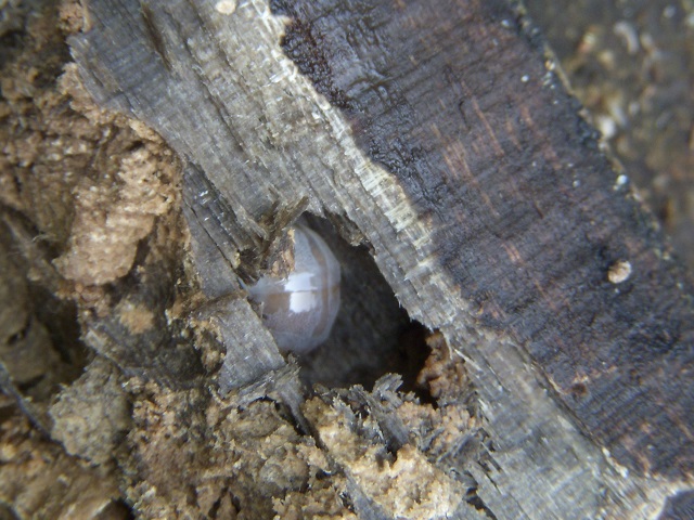 ����Ȃ��Ă��R^^;