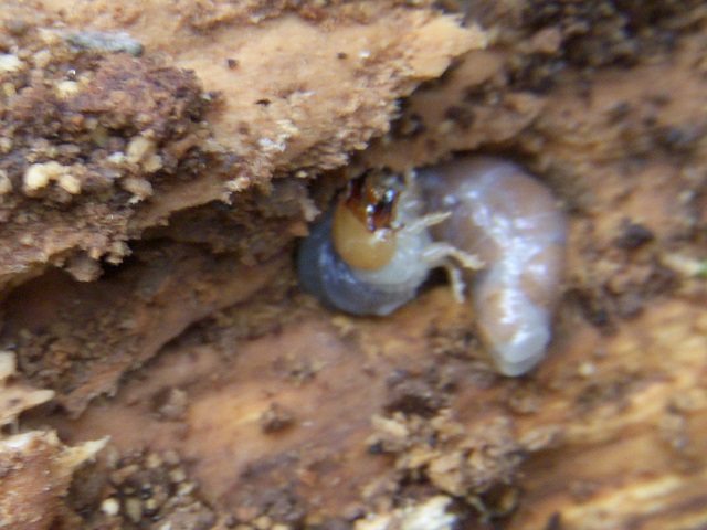 �l�u�g�c��