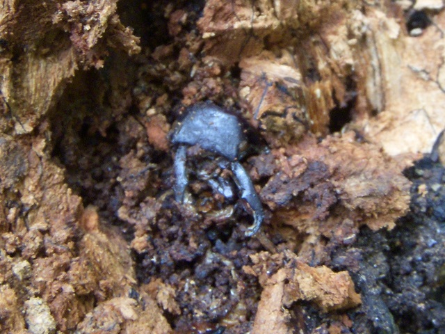 �R�����[