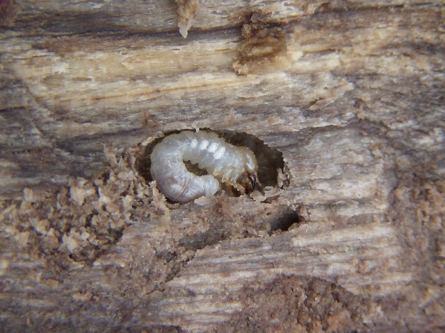 �R�����c��