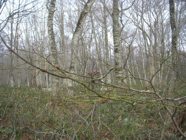 �S�R���Ȃ�