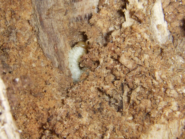 �����n�c��