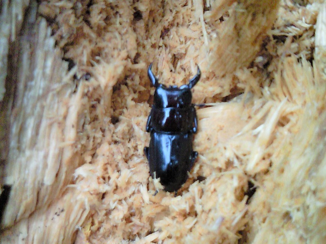 �q���^��