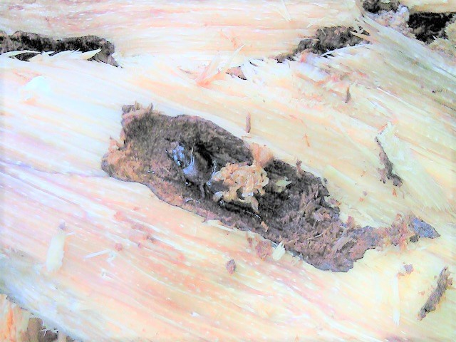 ���N�V�}�R��