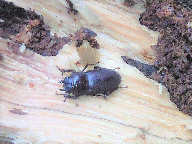 ���N�V�}�R��