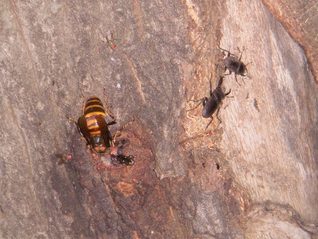 �N�q�A�낤���ɋߊ�炸^^;