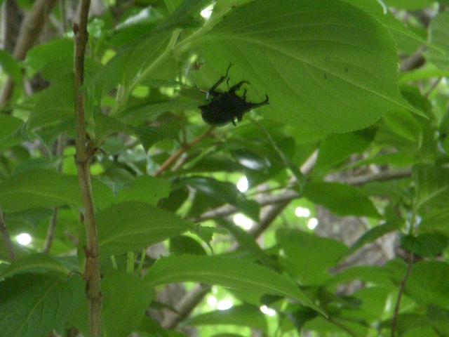 �R in �t���ς̃E��