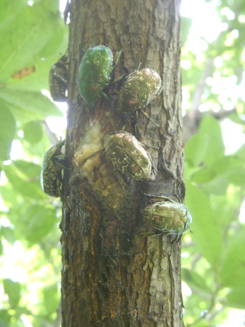 �n�i���O��