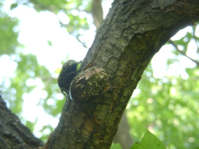 �n�i���O��