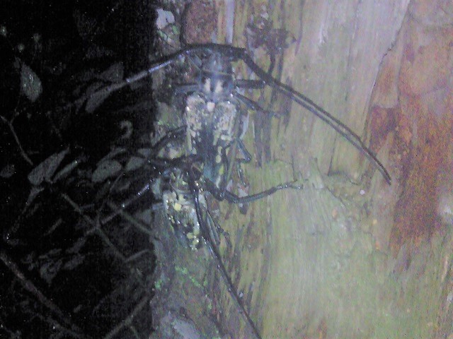 �V���X�W�J�~�L�������