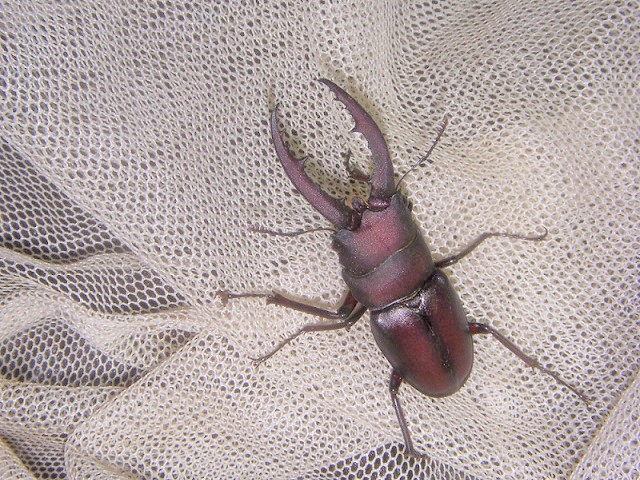 �m�R�M����