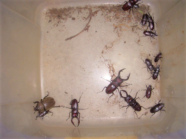 tos����̒�����