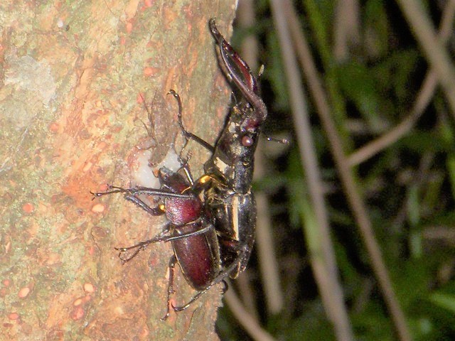 �m�R�M���y�A